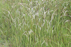 Heteropogon contortus